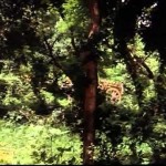 Watch Rajkapoor Best Song Video Online, Superhit Old Video Song